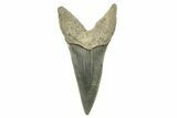 Fossil Shortfin Mako Tooth - Lee Creek (Aurora), NC #294747-1